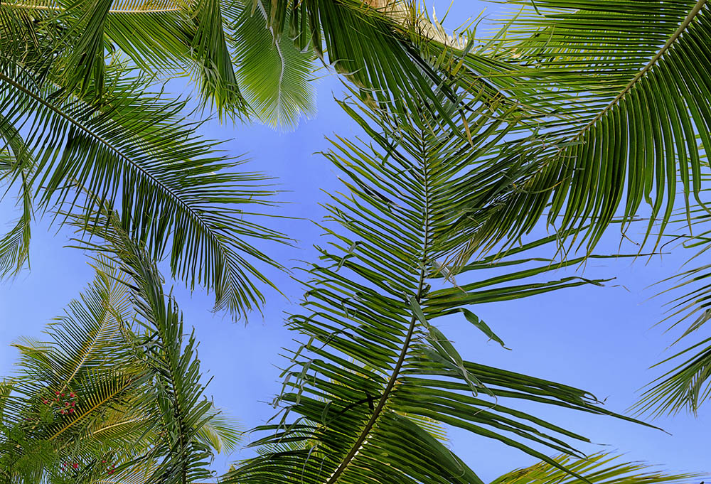 palm trees 02b _ 28k x 19k